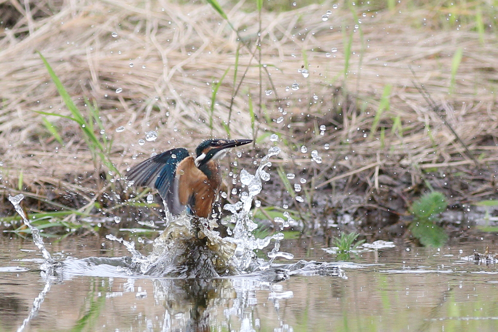 離水特集（５）