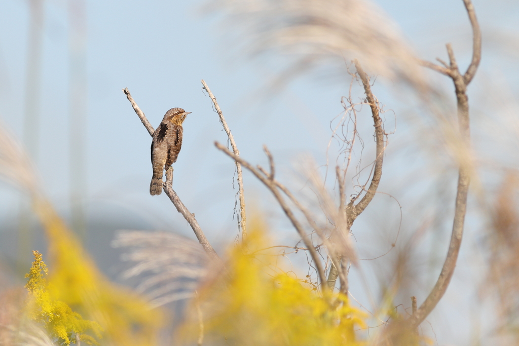 お久しぶりの野鳥発見