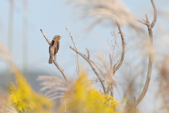 お久しぶりの野鳥発見