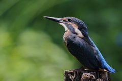 幼鳥ポトレ