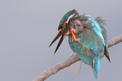 鳥肌