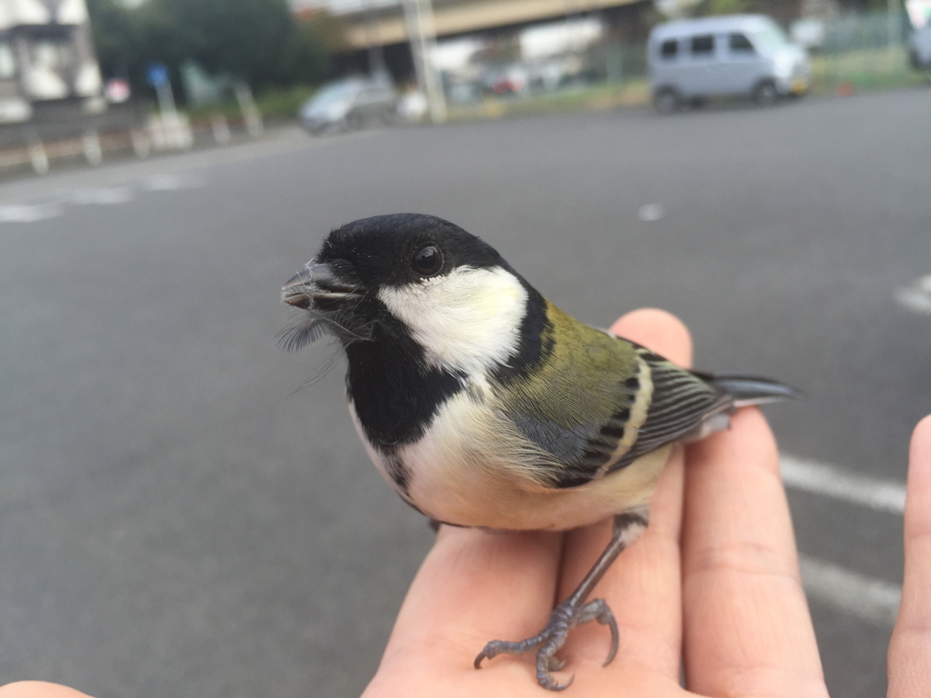 さて困った、、