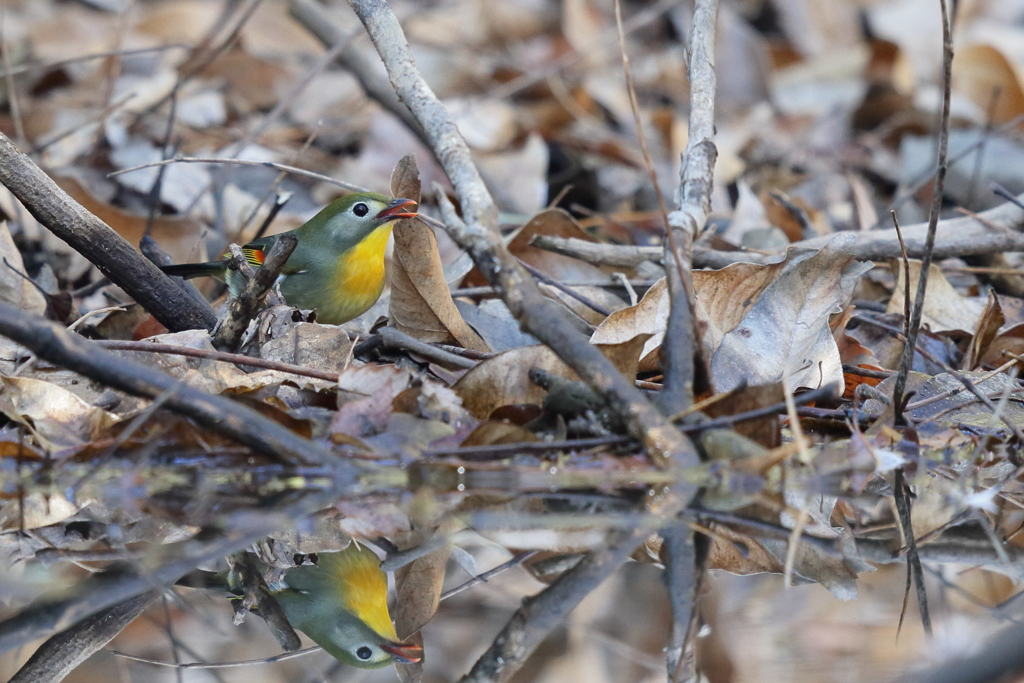 後回しになってた鳥(^^ゞ２
