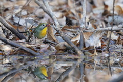 後回しになってた鳥(^^ゞ２