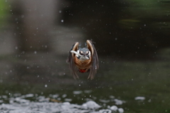 正面狙い