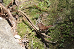 野鳥観察