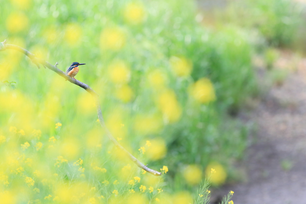 菜の花から