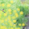 菜の花から