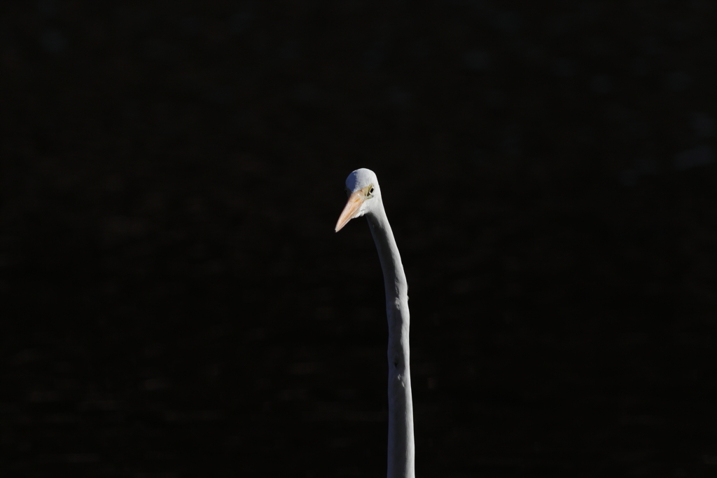 チンアナゴサギ