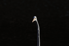 チンアナゴサギ