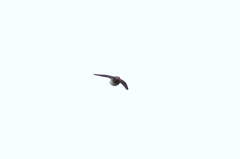 ペンギン飛行２