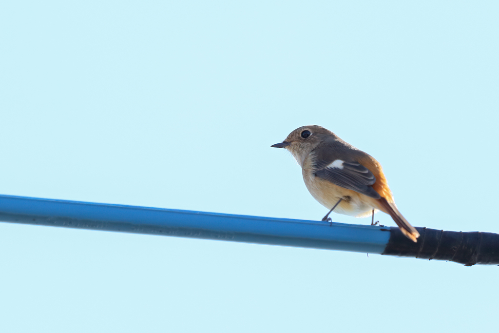 今回の電柱電線野鳥
