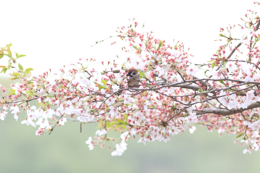 春爛漫