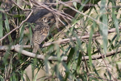 たまにの他の鳥