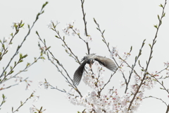 桜と（２）