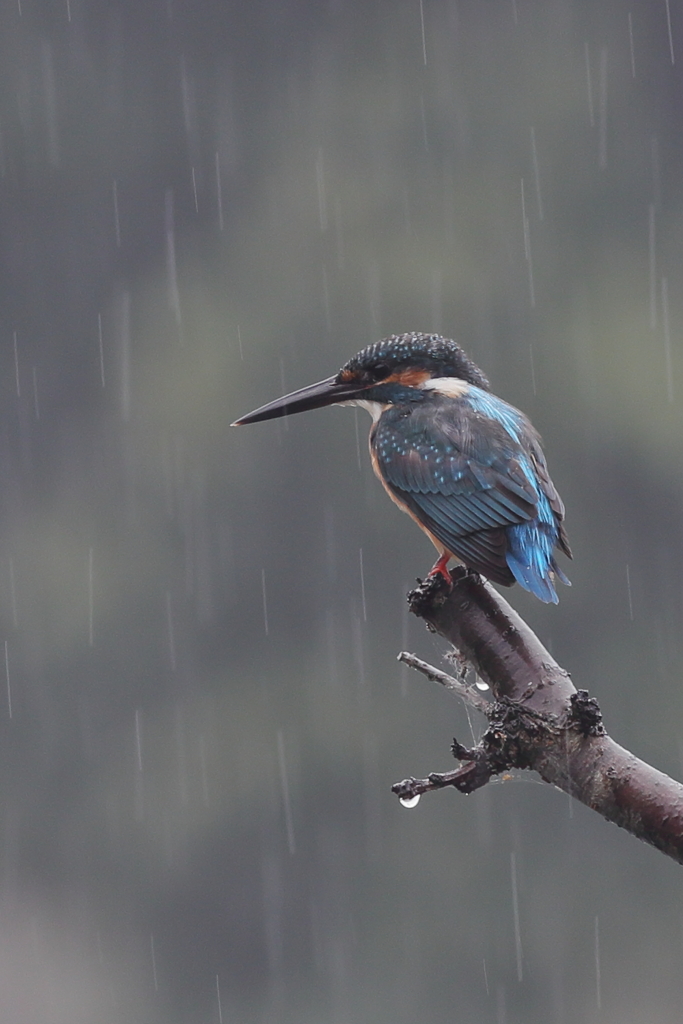 雨カワが撮りたくて（１）