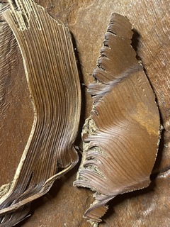 自然の形成する曲線 椰子の木の葉っぱの一部か何かの木目の縞々