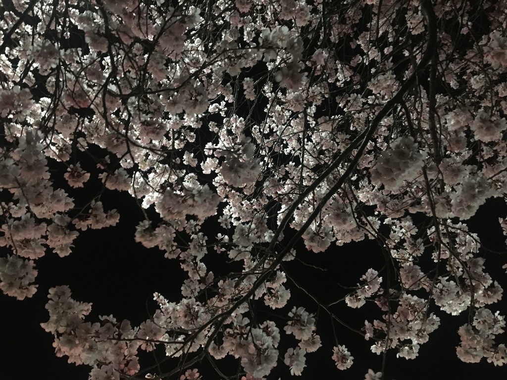 夜桜なう　夜散歩　春の宵　夜はこれから　桜
