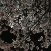 夜桜なう　夜散歩　春の宵　夜はこれから　桜