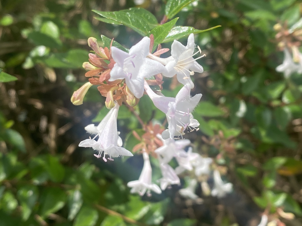 アベリアの花 iPhone11pro