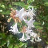 アベリアの花 iPhone11pro