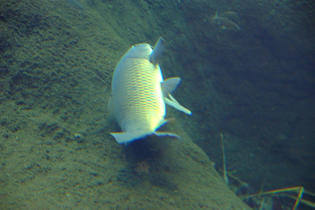 魚