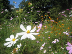 14_Canon IXY DIGITAL 55_IMG_1653