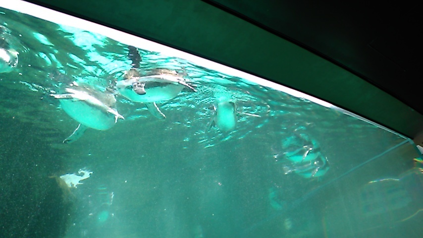 ガラケーでペンギン　KIMG0369