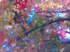紅葉の煌めき　ピンぼけ