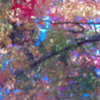 紅葉の煌めき　ピンぼけ