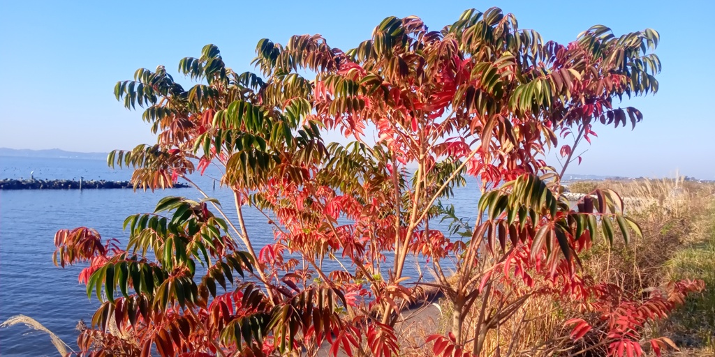 名前のわからない木の紅葉