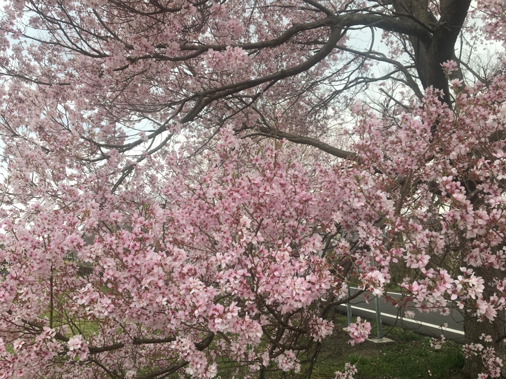 3月最終日の桜満開