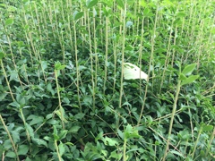 いつぞやの草むら