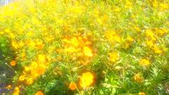 黄花コスモス　筑波山　つくばりんりんロード