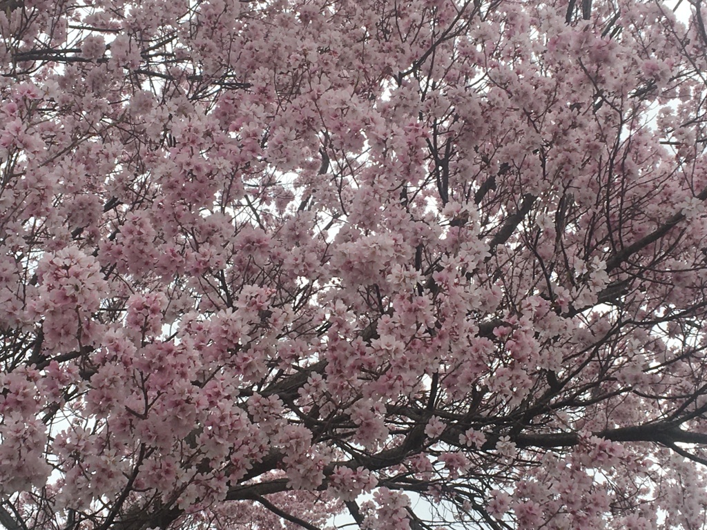 桜　満開