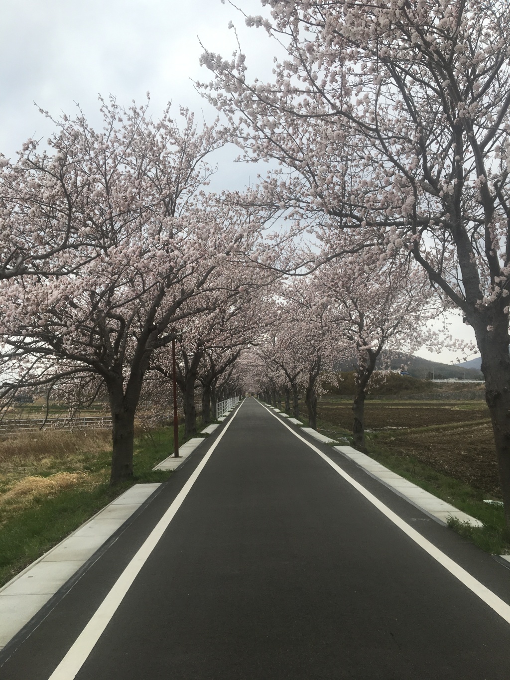 両側を桜満開の並木の直線3kmコース自転車ロード