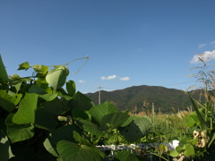 43_E-410_14mm_P9300001