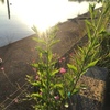 日の出のアカバナユウゲショウ　oenothera rosea