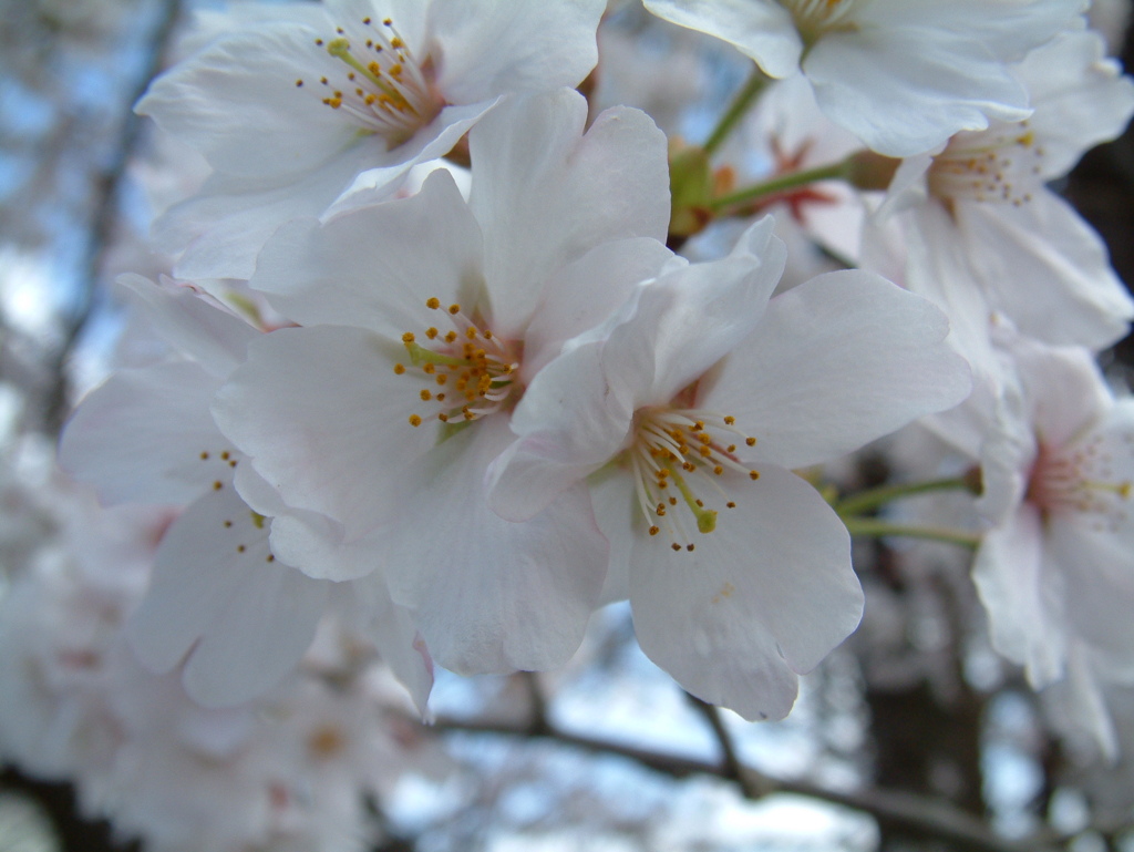 桜よ お人見よろしく