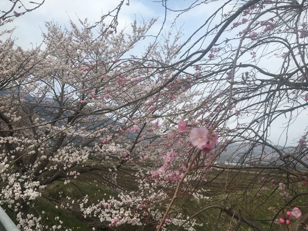 桜咲き始めの早春の終わり