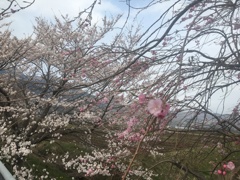 桜咲き始めの早春の終わり