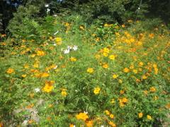 38_Canon IXY DIGITAL 55_IMG_1646