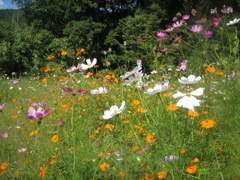 10_Canon IXY DIGITAL 55_IMG_1664