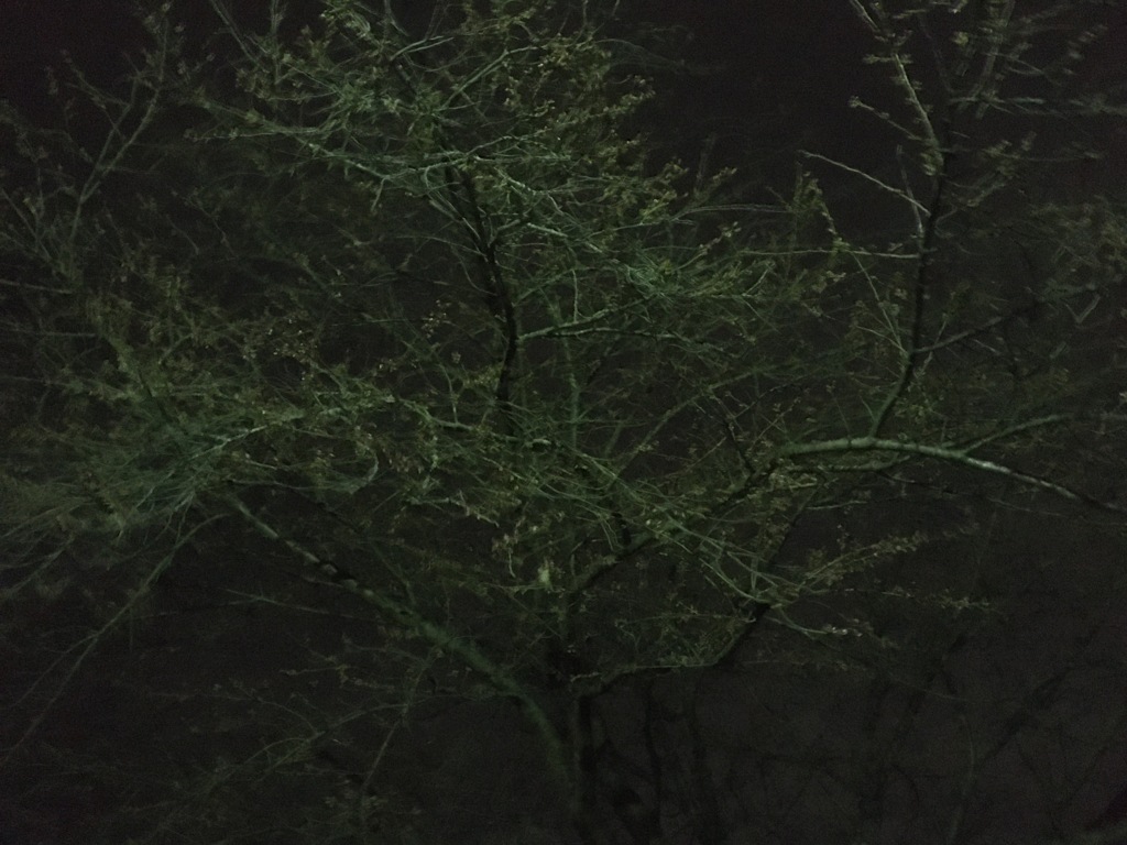 早春の夜の嵐