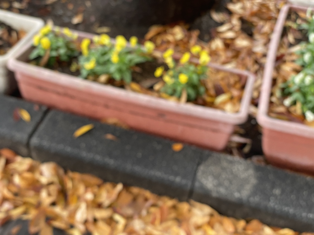 濡れ落ち葉のある一角