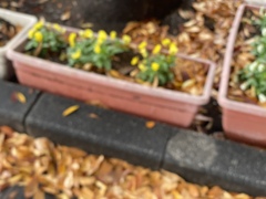 濡れ落ち葉のある一角