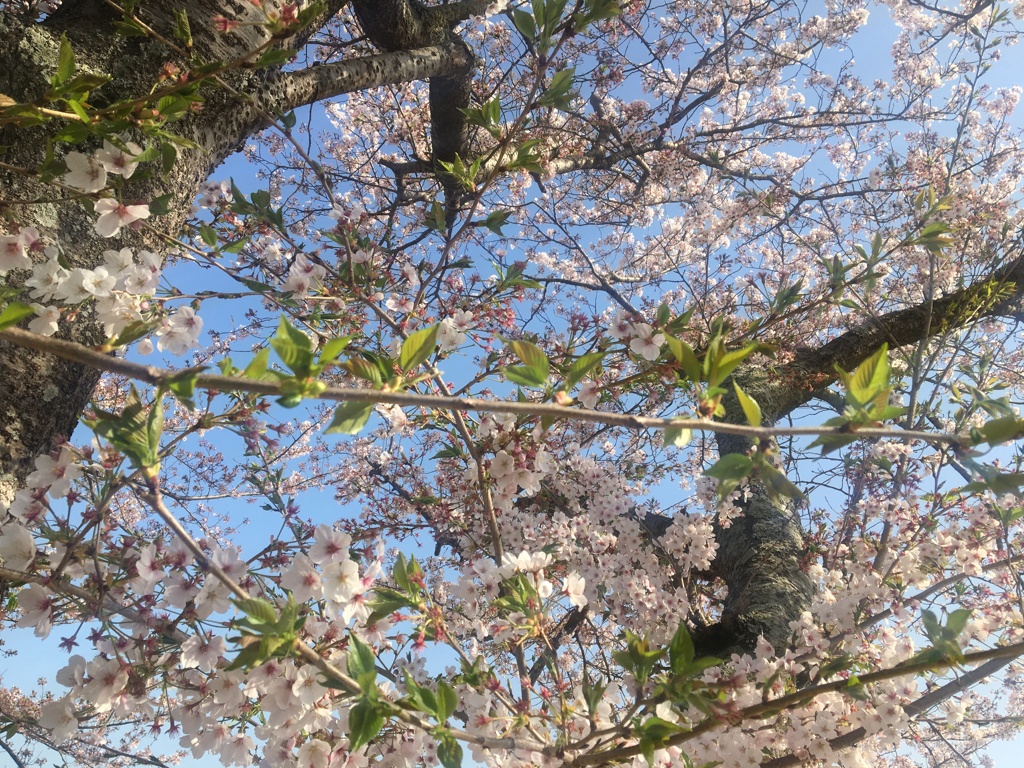 葉桜と青空