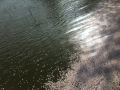 桜の水面キラキラ