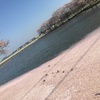 桜の水面を歩く