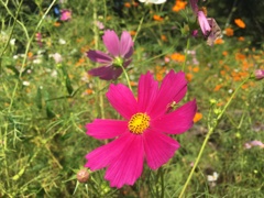 22_iphoner6s_IMG_8285